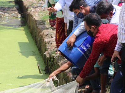 জৈবিক উপায়ে মশক নিধনে মসিকের উদ্যোগে ৬ হাজার ব্যাঙ অবমুক্তকরণ
