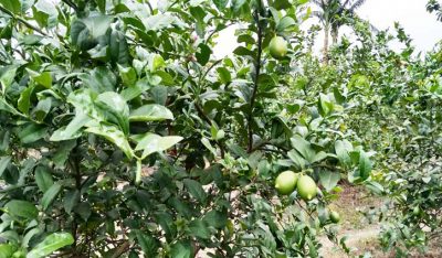 বারোমাসী লেবু চাষে সফল বিনার বিজ্ঞানীরা