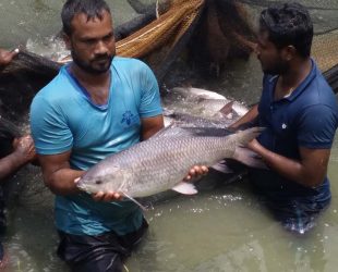 বিএফআরআই উন্নত জাতের “সুবর্ণ রুই” উদ্ভাবন