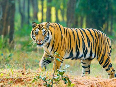 আজ আন্তর্জাতিক বাঘ দিবস