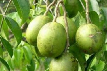 আমড়া হজমেও এটি গুরুত্বপূর্ণ ভূমিকা রাখে