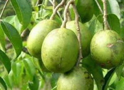 আমড়া হজমেও এটি গুরুত্বপূর্ণ ভূমিকা রাখে