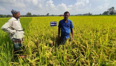 সরকার ধান ২৭ টাকা কেজি  চাল ৪০ টাকা কেজি দরে কিনবে