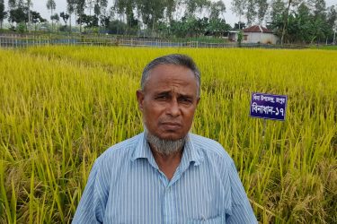 কৃষি অর্থনীতিতে সম্ভাবনার দ্বার খুলে দিতে পারে বিনা উদ্ভাবিত স্বল্পমেয়াদী আমন ধানের জাত