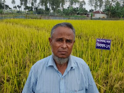 কৃষি অর্থনীতিতে সম্ভাবনার দ্বার খুলে দিতে পারে বিনা উদ্ভাবিত স্বল্পমেয়াদী আমন ধানের জাত