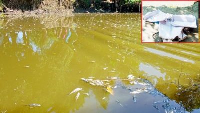 নান্দাইলে পুকুরে বিষ প্রয়োগে মাছ নিধনঃ রেখে গেছে কাফনের কাপড়