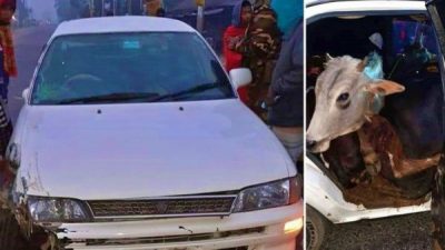 `প্রাইভেটকারে ৩ গরু চুরিঃ আটকের পর ৫দিন পর গরুর মালিকের খোঁজ মিলেছে