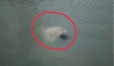 নান্দাইলে নিখোঁজের ৪ দিন পর পুকুর থেকে শিশুর লাশ উদ্ধার