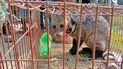 ময়মনসিংহে বিলুপ্ত প্রায় প্রজাতির বড় বাঘডাশা উদ্ধার