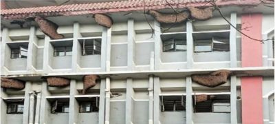 কলেজ ভবনে ৭০টি মৌচাক নিয়ে বসবাস শিক্ষক-শিক্ষার্থীদের