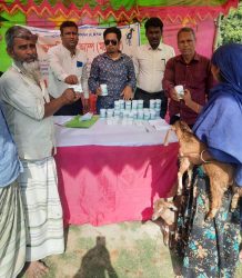 পাবনার টিএমএসএস’র দাপুনিয়া শাখায় বিনামূল্যে পশুর চিকিৎসা প্রদান