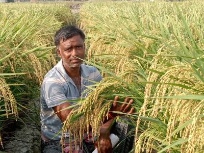 ৩০বছর পর লোনা পানির জমিতে সোনা ফলালেন বিনা
