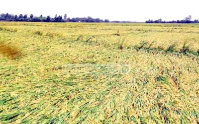 গফরগাঁওয়ে কালবৈশাখী ঝড়ে বোরো ফসলের ব্যাপক ক্ষতি