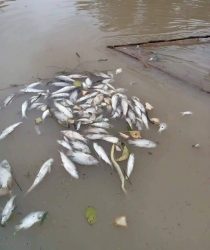 ফুলবাড়িয়ায় মাছের সাথে এ কেমন শত্রুতা