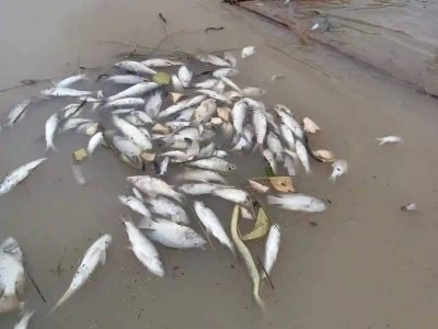 ফুলবাড়িয়ায় মাছের সাথে এ কেমন শত্রুতা