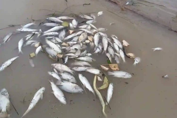 ফুলবাড়িয়ায় মাছের সাথে এ কেমন শত্রুতা
