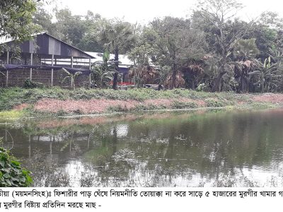 ফুলবাড়ীয়ায় ফিশারীতে পোল্টির বিষ্টায় মরছে মাছঃ দিশেহারা মৎস্য চাষী