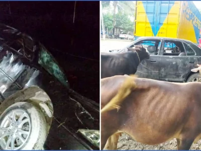 জনতার ধাওয়ায় চুরির গরুসহ প্রাইভেটকার ফেলে পালালো চোর