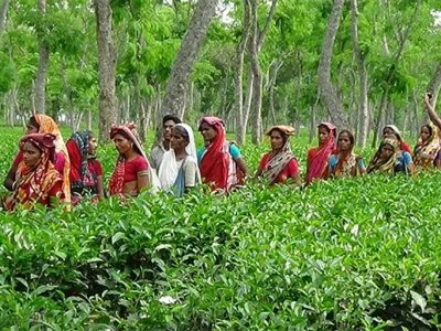 দেশের চা শ্রমিকদের মজুরি বাড়িয়ে ১৪৫ টাকা নির্ধারণ