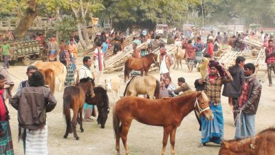 দেশের সবচেয়ে পুরোনো বড় ঘোড়ার হাট হচ্ছে জামালপুরে