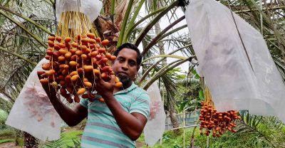 খেজুর চাষে ভাগ্য বদলালেন বাদল