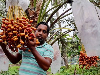 খেজুর চাষে ভাগ্য বদলালেন বাদল