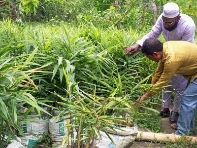 ফুলবাড়ীয়ায় কম খরচে বস্তায় আদা চাষ ঃ আগ্রহ বাড়ছে কৃষকের