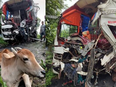 দুই বাসে সংঘর্ষে ৯ নিহতঃ যাত্রীবাহী বাসের লকারে রাখা ছিল ৪ গরু