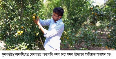 লাভের চেয়ে জয়ের আনন্দটা বেশি ফুলবাড়ীয়ায় শখের বাগানে স্বপ্নের কমলা