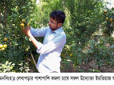 লাভের চেয়ে জয়ের আনন্দটা বেশি ফুলবাড়ীয়ায় শখের বাগানে স্বপ্নের কমলা