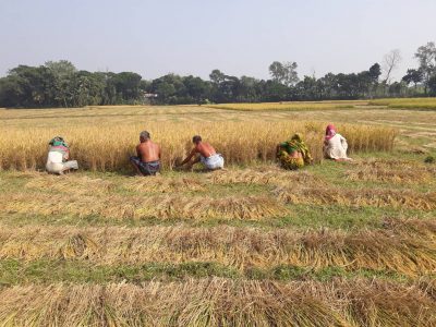 গফরগাঁওয়ে আমন ধান কাটা শুরুঃ কৃষি শ্রমিকের অভাবে ধান কাটা যাচ্ছে না