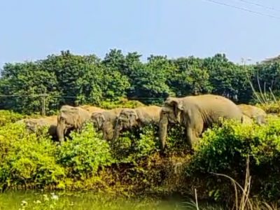 ধোবাউড়ায় ৫০ ঘরবাড়িতে বন্যহাতির তাণ্ডব