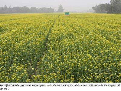 ফুলবাড়ীয়ায় সয়াবিন তেল বর্জনের ঘোষনা দিয়ে সরিষা আবাদে ঝুঁকেছে কৃষক