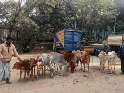 ময়মনসিংহে কোতোয়ালির অভিযানে  চোরাই  ১০টি গরু ও ট্রাকসহ গ্রেফতার ১০
