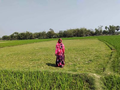 ধোবাউড়ায় শত্রুতার জেরে সরকারি সেচের পানি না দেওয়ায় বিপাকে কৃষাণী