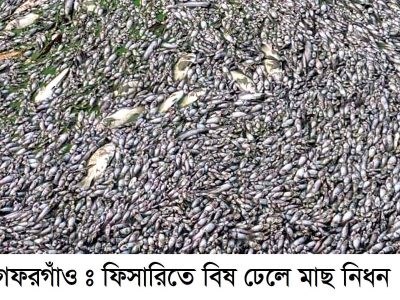 গফরগাঁওয়ে বিষ প্রয়োগে ২০ লক্ষ টাকার মাছ নিধন