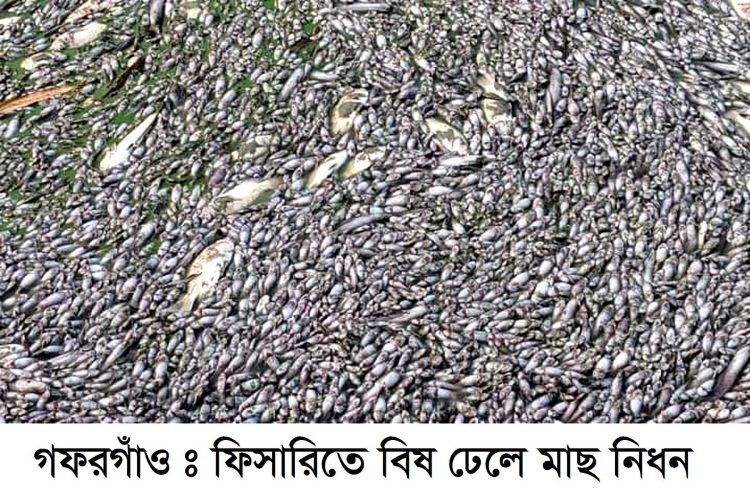 গফরগাঁওয়ে বিষ প্রয়োগে ২০ লক্ষ টাকার মাছ নিধন