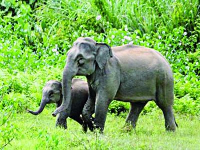 হালুয়াঘাটে বন্য হাতির আক্রমণে পল্লী চিকিৎসকের মৃত্যু