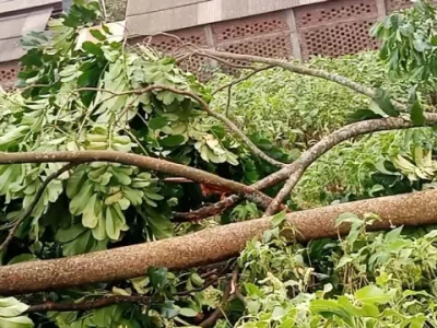 আম কুড়াতে গিয়ে ঝড়ে গাছের ডাল ভেঙে পড়ে দুই বোনের মৃত্যু