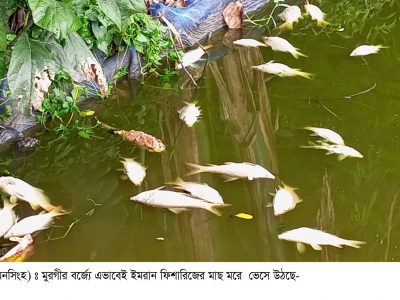 ফুলবাড়ীয়ায় মুরগীর বর্জ্যে মরছে মাছঃ লোকসানের মুখে মৎস্য চাষী !