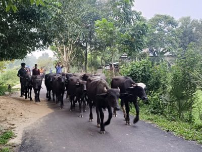 হালুয়াঘাট সীমান্ত দিয়ে আনা ২১টি ভারতীয় মহিষ জব্দ
