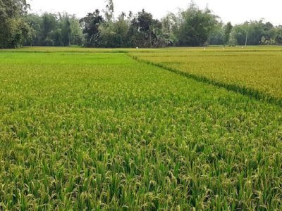 ময়মনসিংহ বিভাগের  জেলার আমন ধানের চাষ লক্ষ্যমাত্রা ছাড়িয়েছে
