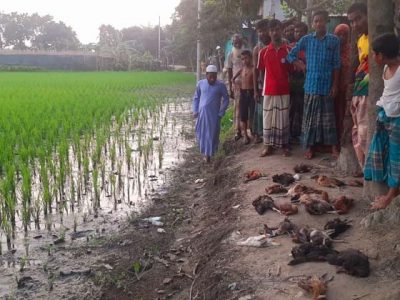 চালে বিষ মিশিয়ে অর্ধ শতাধীক মুরগী মারার অভিযোগ