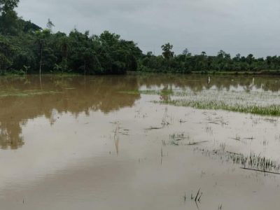 ফুলবাড়ীয়ায় ভারী বর্ষনে আমন ধান পানির নিচে ভেসে গেছে কোটি টাকার মাছ