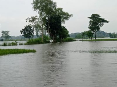 অতি  বৃষ্টিতে ফুলবাড়ীয়ায় ২০ কোটি টাকার আমন ধানের ক্ষতি