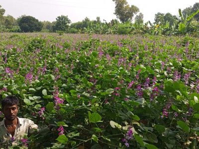 ফুলবাড়ীয়ায় শিমের ভালো দাম পেয়ে কৃষকের মুখে হাসি