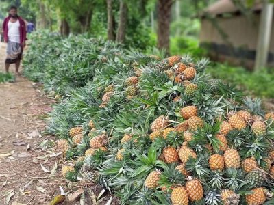 ফুলবাড়ীয়ার আনারসের বাম্পার ফলন, চাষীদের মুখে হাসি প্রতি পিস বিক্রি হচ্ছে ৩৫-৪০ টাকা