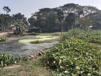 ত্রিশালে পোল্ট্রির বর্জ্যের দূর্গন্ধে অতিষ্ট এলাকাবাসিঃ বাড়ছে মশা-মাছি নানা রোগে আক্রান্ত হচ্ছে মানুষ