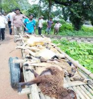 বাকৃবির গবেষণা খাতের ২০টি ভেড়া ট্রেনে কাটা পড়ে মৃত্যু 