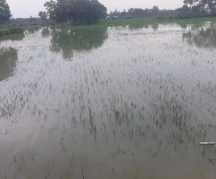ফুলবাড়ীয়ায় স্লুইস গেইট আটকে মাছ শিকার, বৃষ্টির পানিতে তলিয়ে গেছে ৮০০ একর জমির ফসল